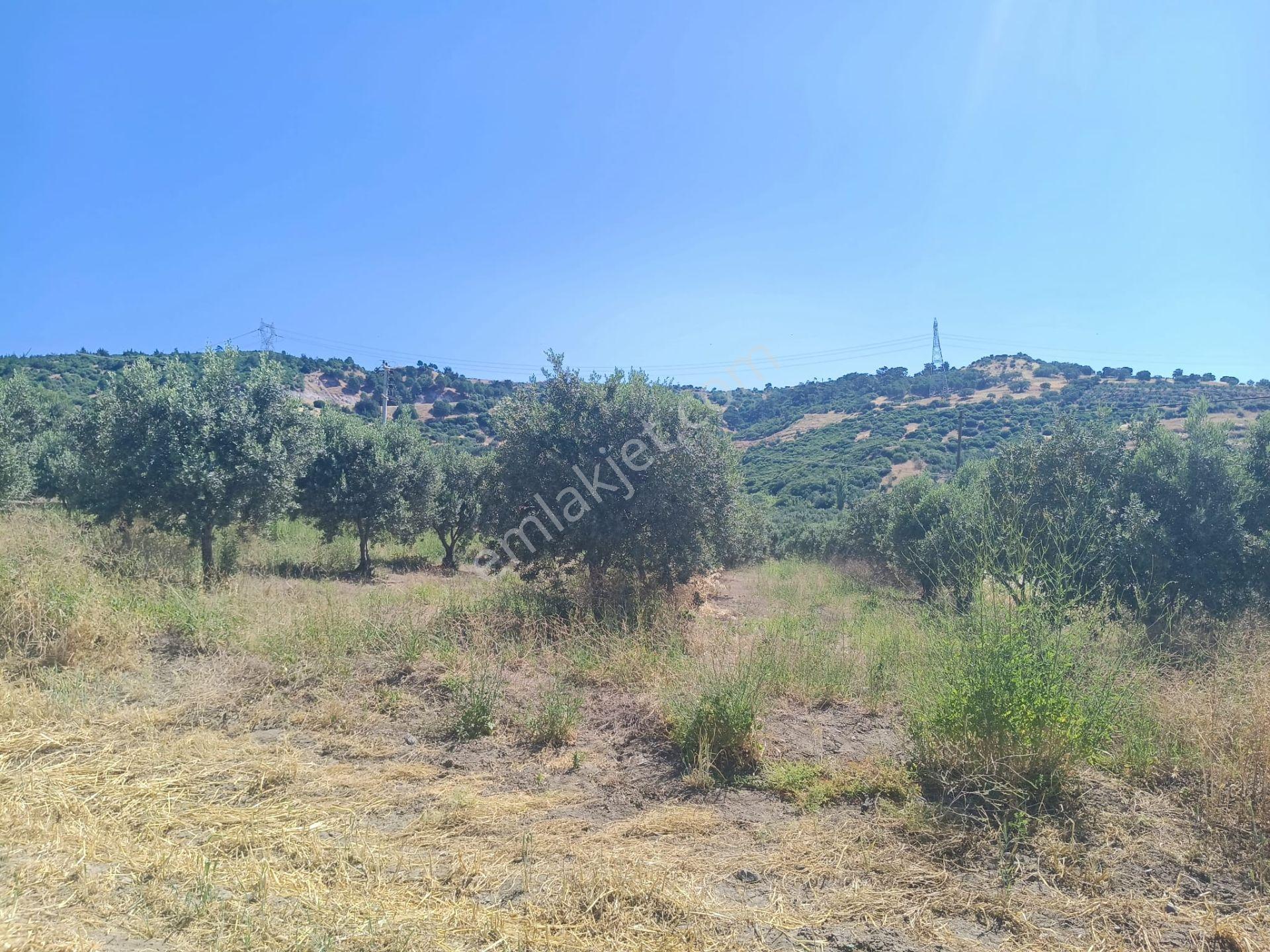 Kozluca'da Verimi Yüksek 4149 M2 Zeytinlik - Görsel 8