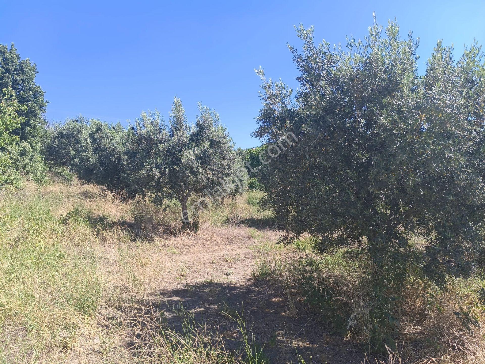 Kozluca'da Verimi Yüksek 4149 M2 Zeytinlik - Görsel 26