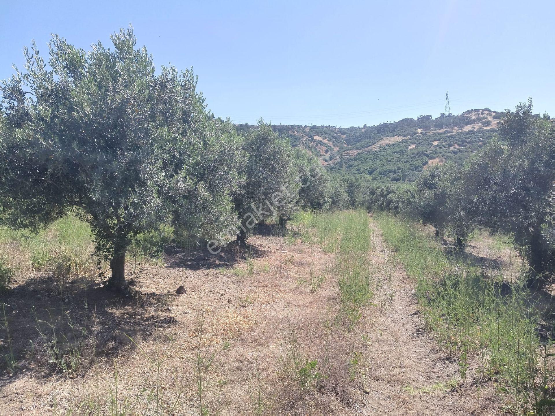 Kozluca'da Verimi Yüksek 4149 M2 Zeytinlik - Görsel 24