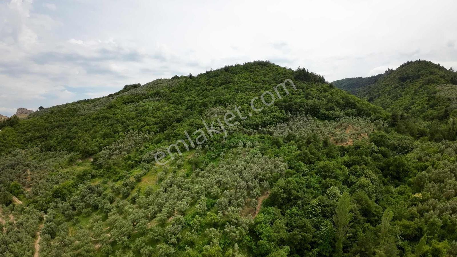 İznik Göllüce 986 M2 Satılık Müstakil Tarla - Görsel 2