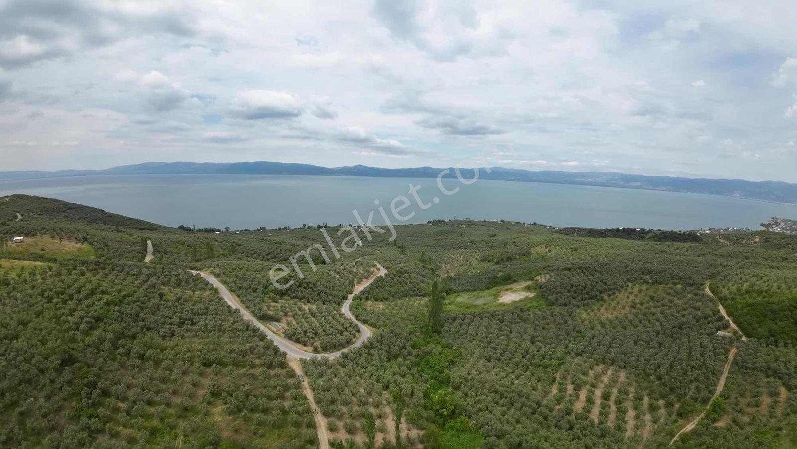 İznik Göllüce 986 M2 Satılık Müstakil Tarla