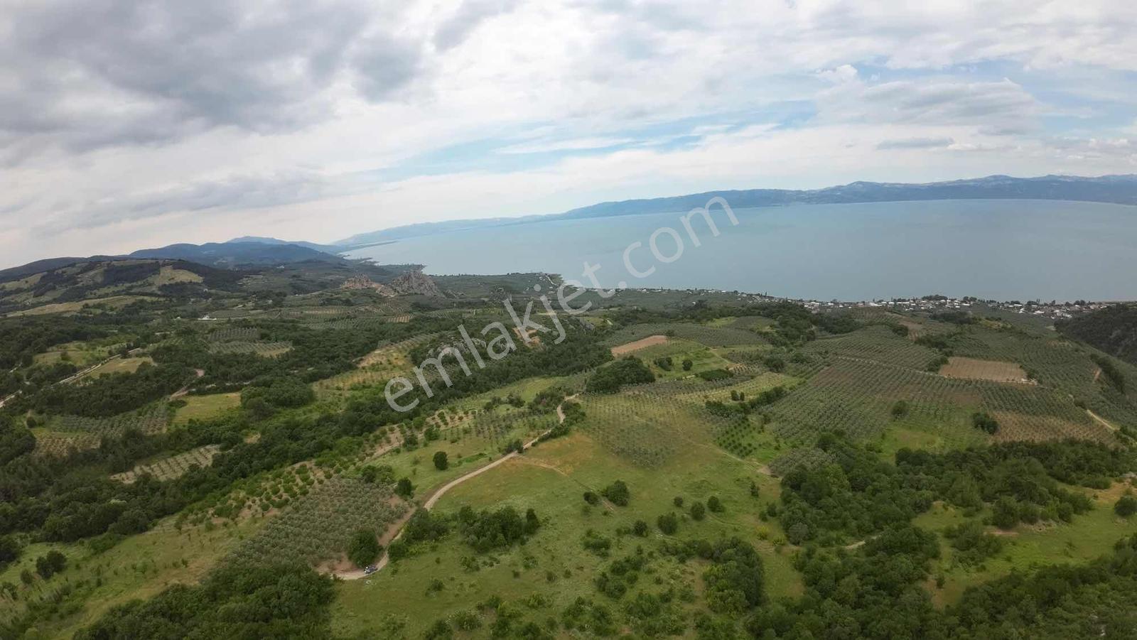 İznik Göllüce 396 M2 Satılık Müstakil Zeytinlik - Görsel 5