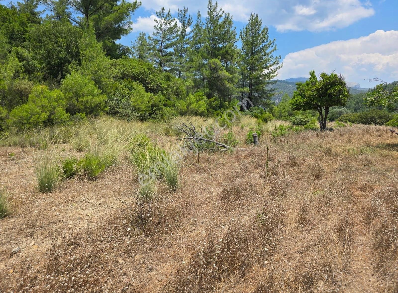Yıldırım Mühendislik'ten Ören/alatepe'de 1300 M2 Fırsat Tarla - Görsel 3