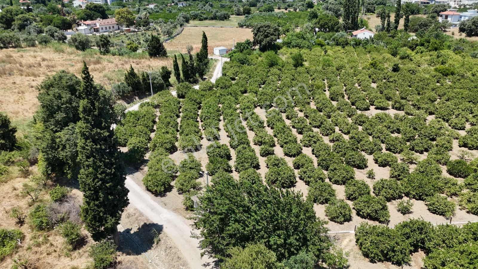 Sığacık'ta 6.400 M² Resmi Yolu Olan Mandalina Bahçesi - Görsel 14
