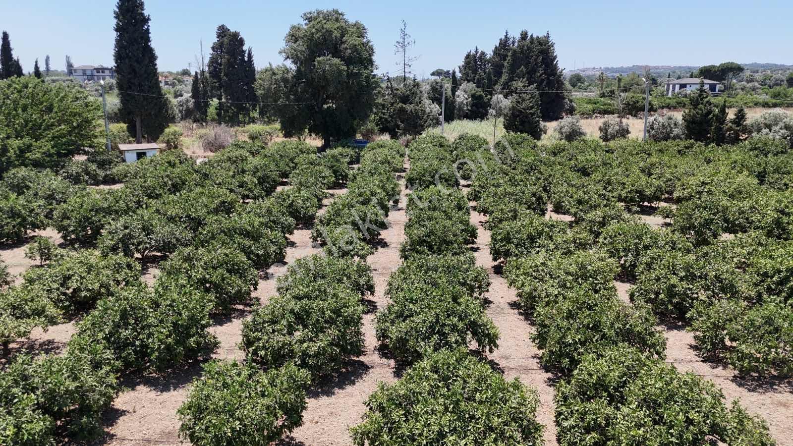 Sığacık'ta 6.400 M² Resmi Yolu Olan Mandalina Bahçesi - Görsel 4