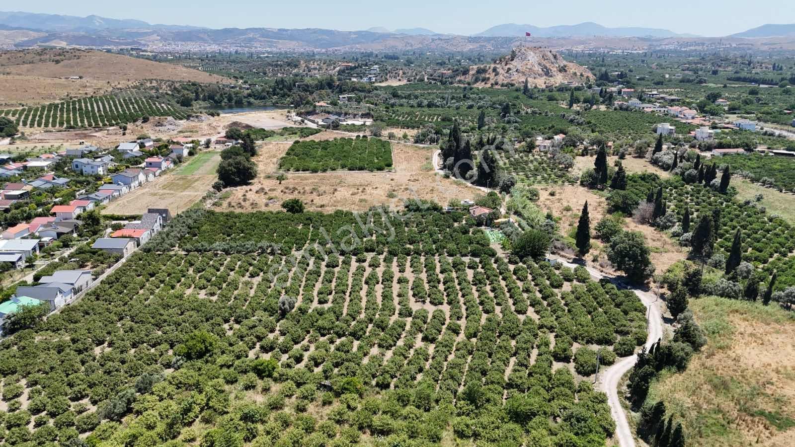 Sığacık'ta 6.400 M² Resmi Yolu Olan Mandalina Bahçesi - Görsel 11