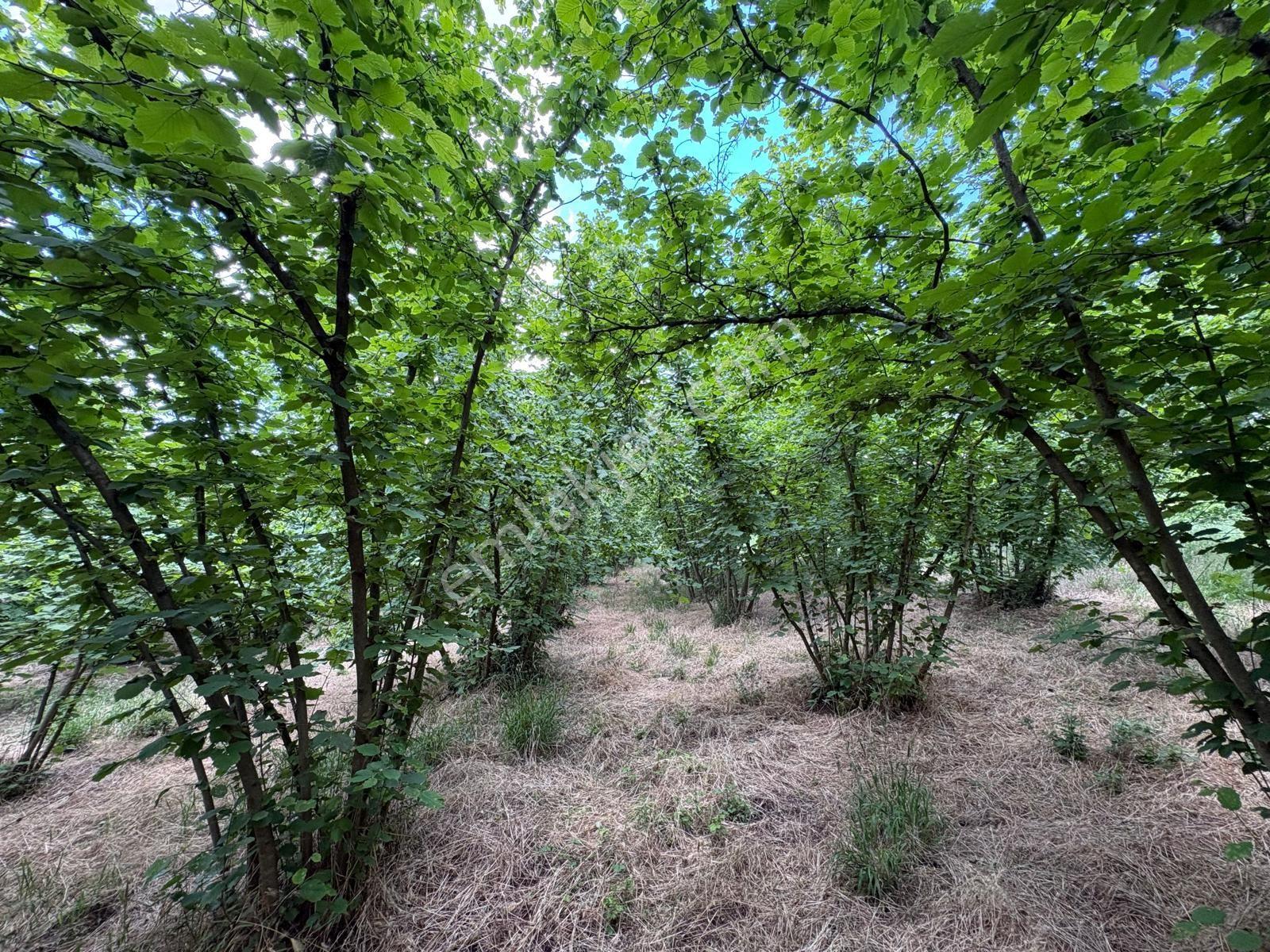 Söğütlü Karateke'de 2000m² İmarlı Arsa Yola Cephe Fındık Bahçesi - Görsel 15