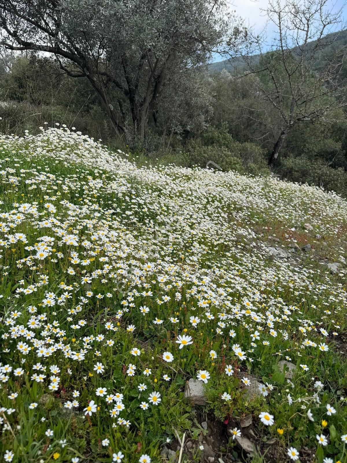 Muğla Menteşe Yeşilyurt Mah. 3538 M2 Satılık Tarla - Görsel 3