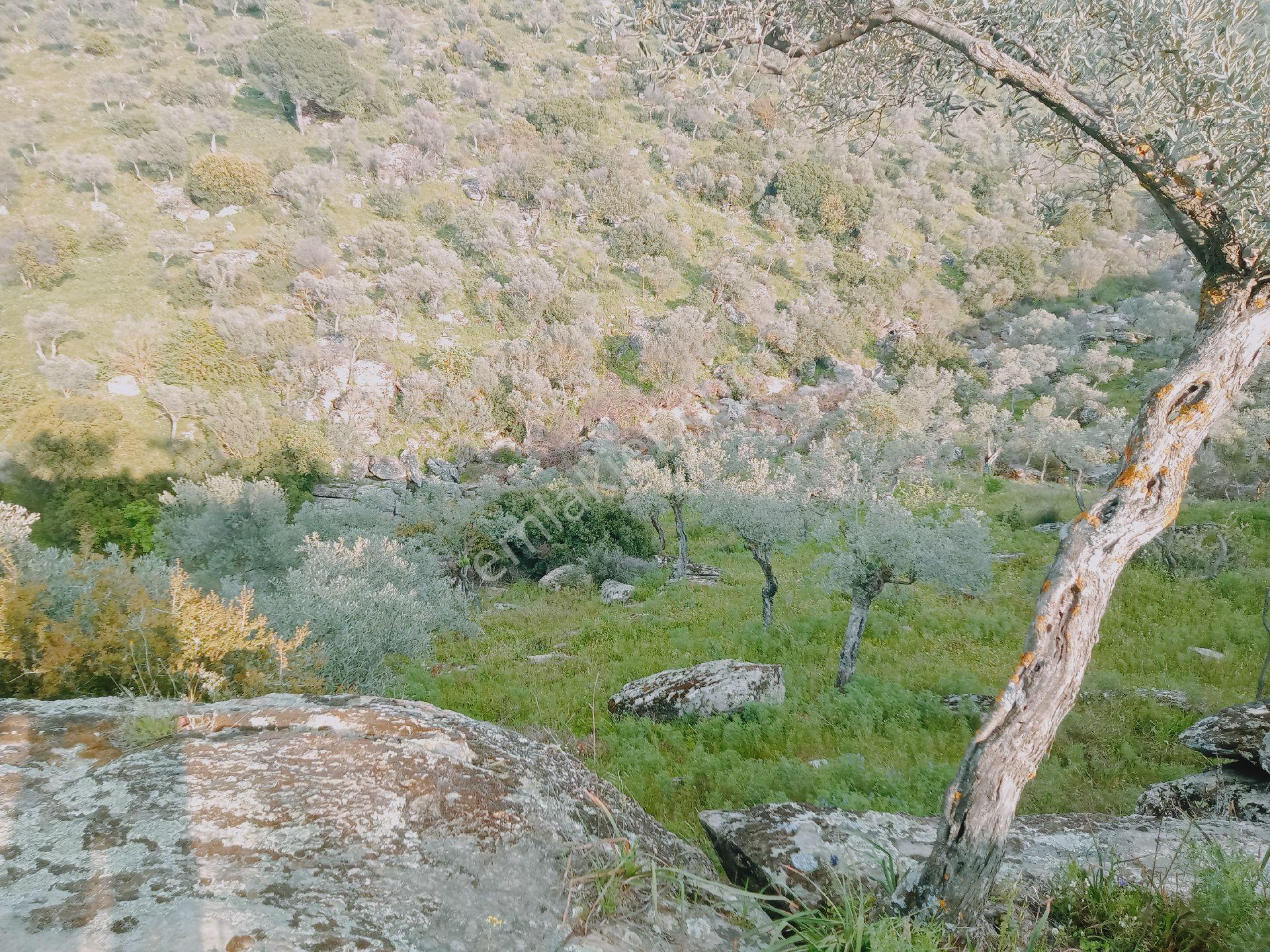 Yola Sıfır Zeytinlik - Görsel 7