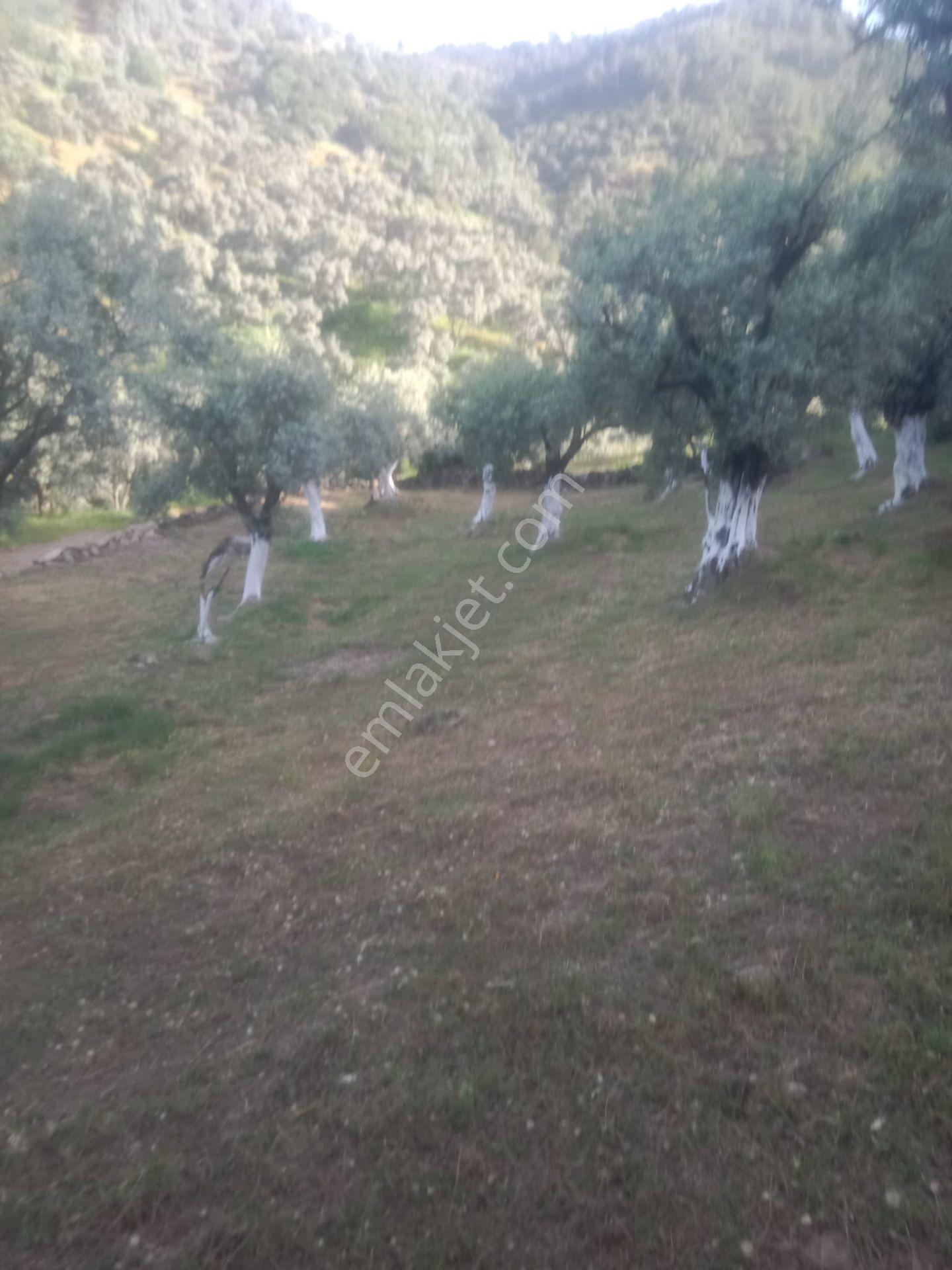 Bozdoğan Köy Yakını Satılık Zeytinlik