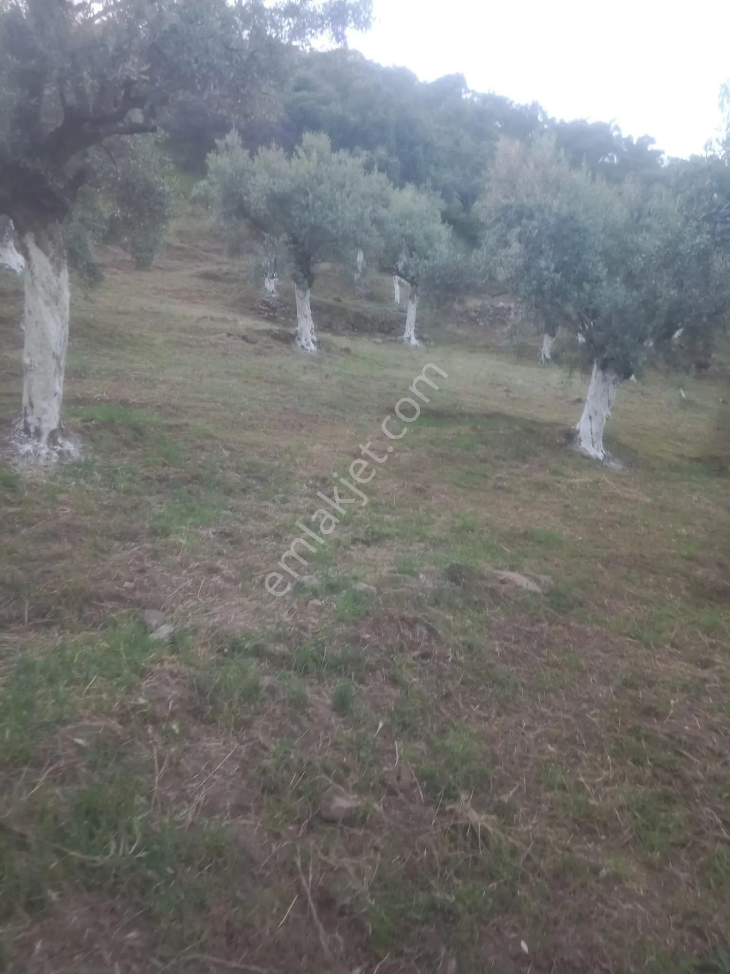 Bozdoğan Köy Yakını Satılık Zeytinlik - Görsel 3