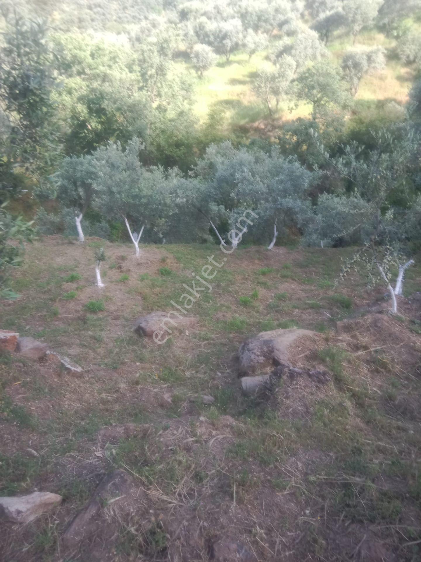 Bozdoğan Köy Yakını Satılık Zeytinlik - Görsel 7