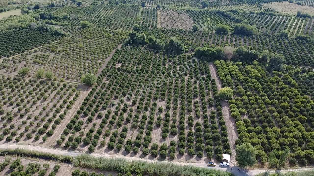 Köyceğiz Toparlarda 19.220 M² Verimli Portakal Bahçesi - Görsel 16