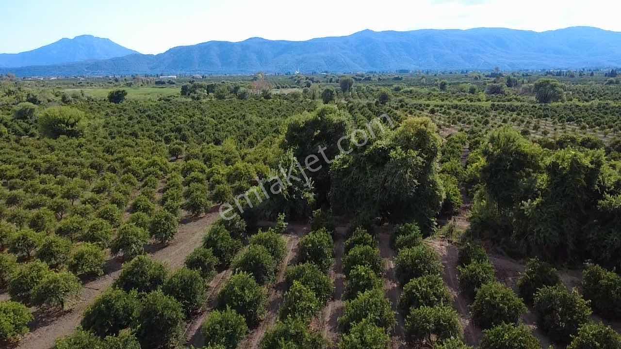 Köyceğiz Toparlarda 19.220 M² Verimli Portakal Bahçesi - Görsel 5