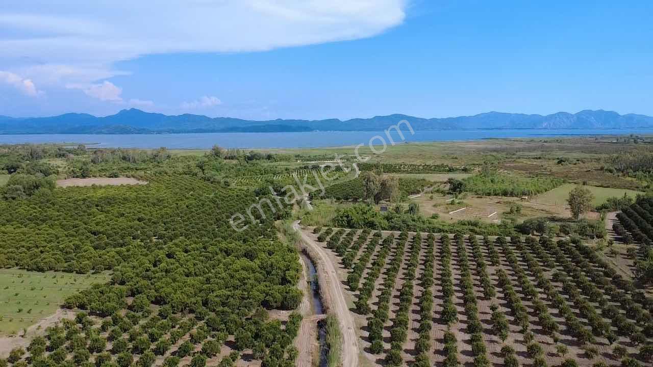 Köyceğiz Toparlarda 19.220 M² Verimli Portakal Bahçesi - Görsel 7
