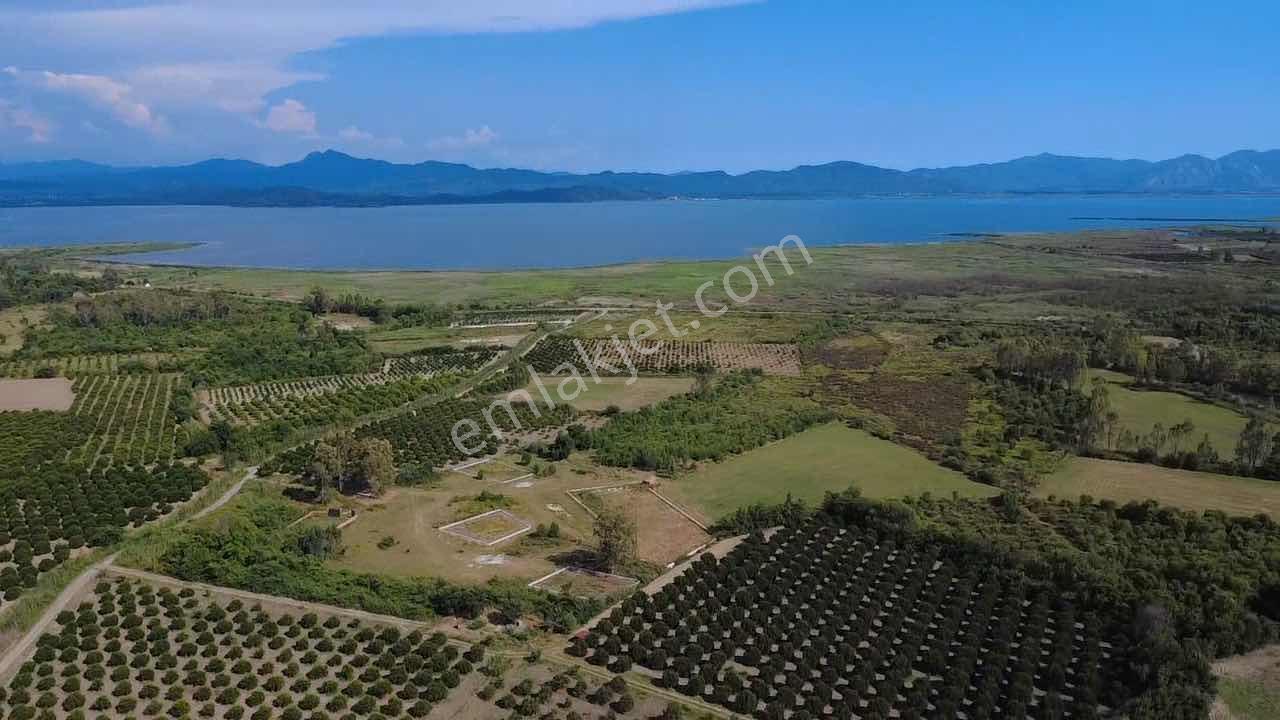 Köyceğiz Toparlarda 19.220 M² Verimli Portakal Bahçesi - Görsel 34