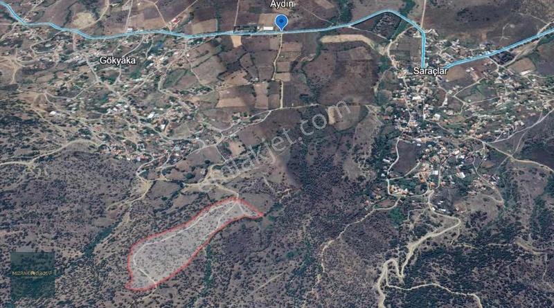 Çine Gökkaya Da 45 Dönüm Zeytinlik - Görsel 5