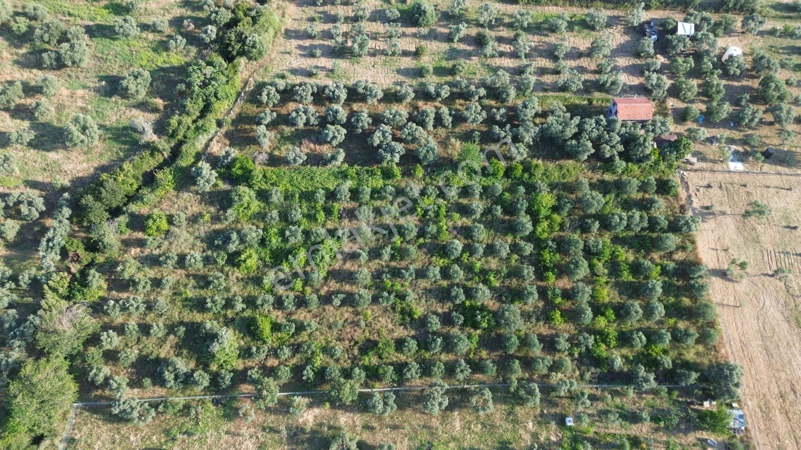Erz'den Kemalpaşa A.kızılcada Satılık 5030 M² Tek Tapulu Bahçe - Görsel 8