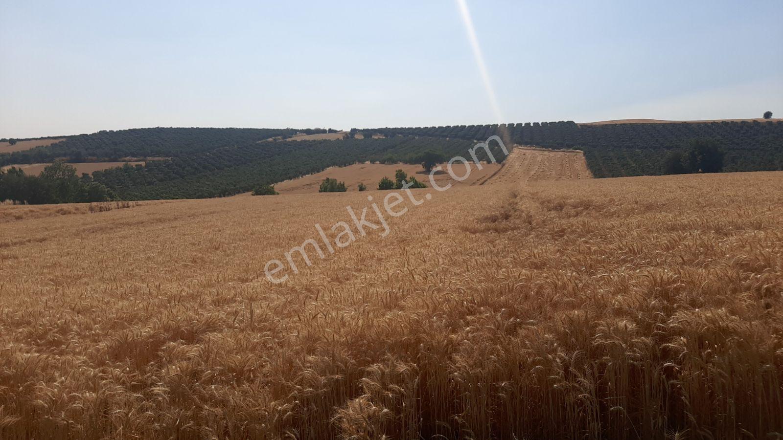 Bursa Karacabey Doğla 7000m2 Tek Tapu Satılık Tarla