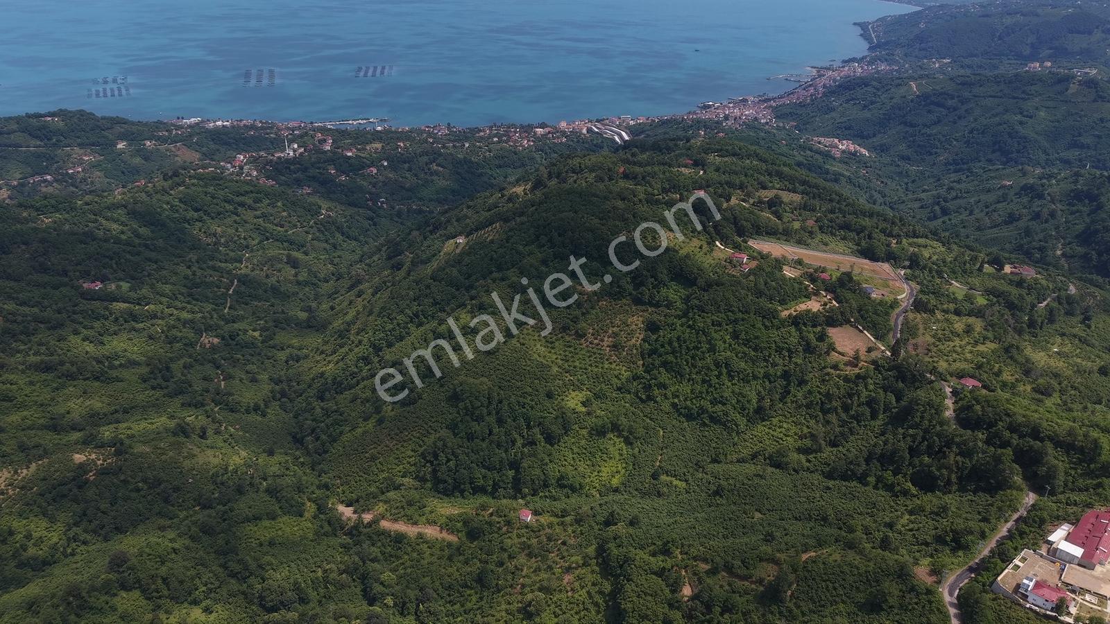 Perşembe Tarlacık'ta Satılık 23.096 M² Fındık Bahçesi Ve Tarla