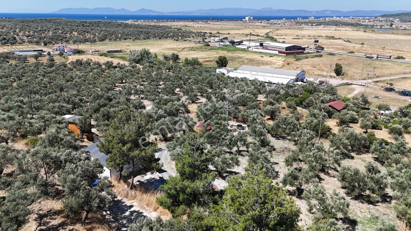 Küçükköy'de Manzaralı,bakımlı Zeytinlik Ve Tadilatlı Müstakil Ev
