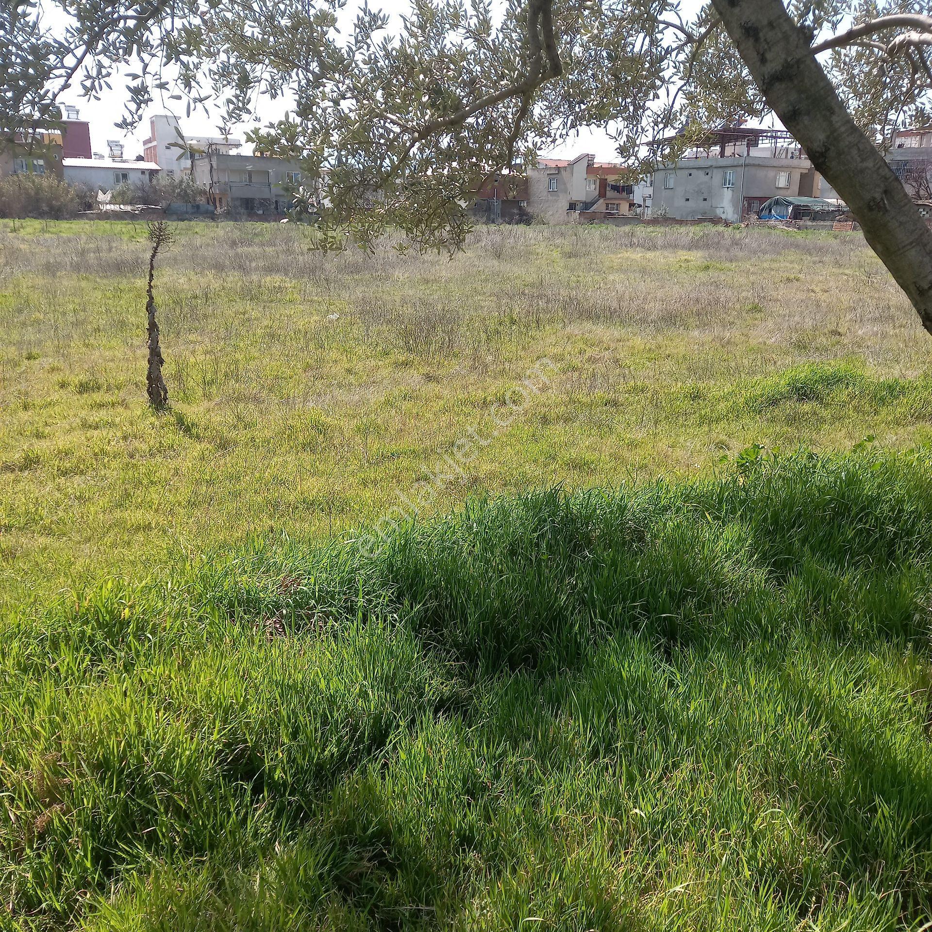 Dönertaş Emlak Nazilli Satılık 12.800 M² Bahçe - Görsel 30