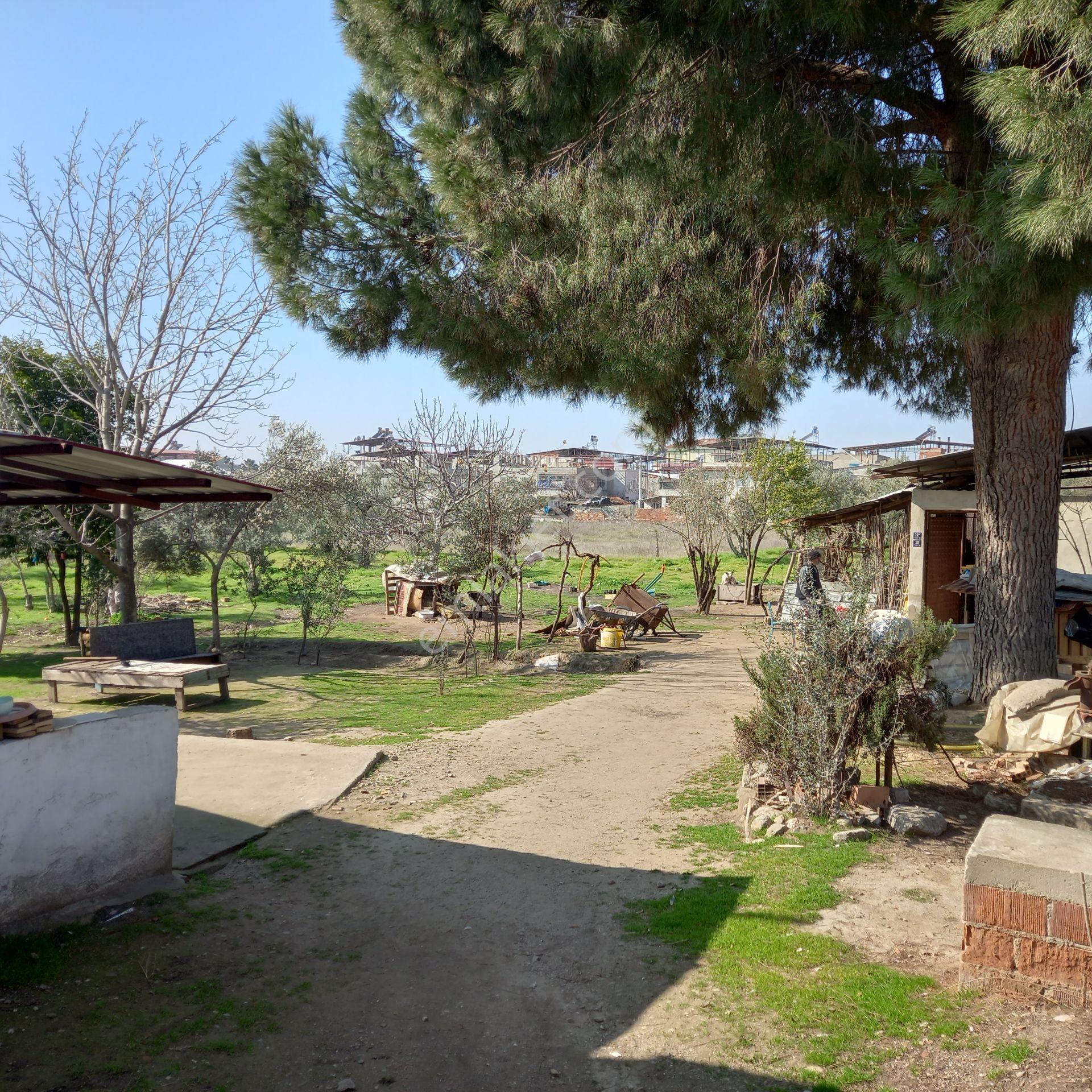 Dönertaş Emlak Nazilli Satılık 12.800 M² Bahçe - Görsel 9