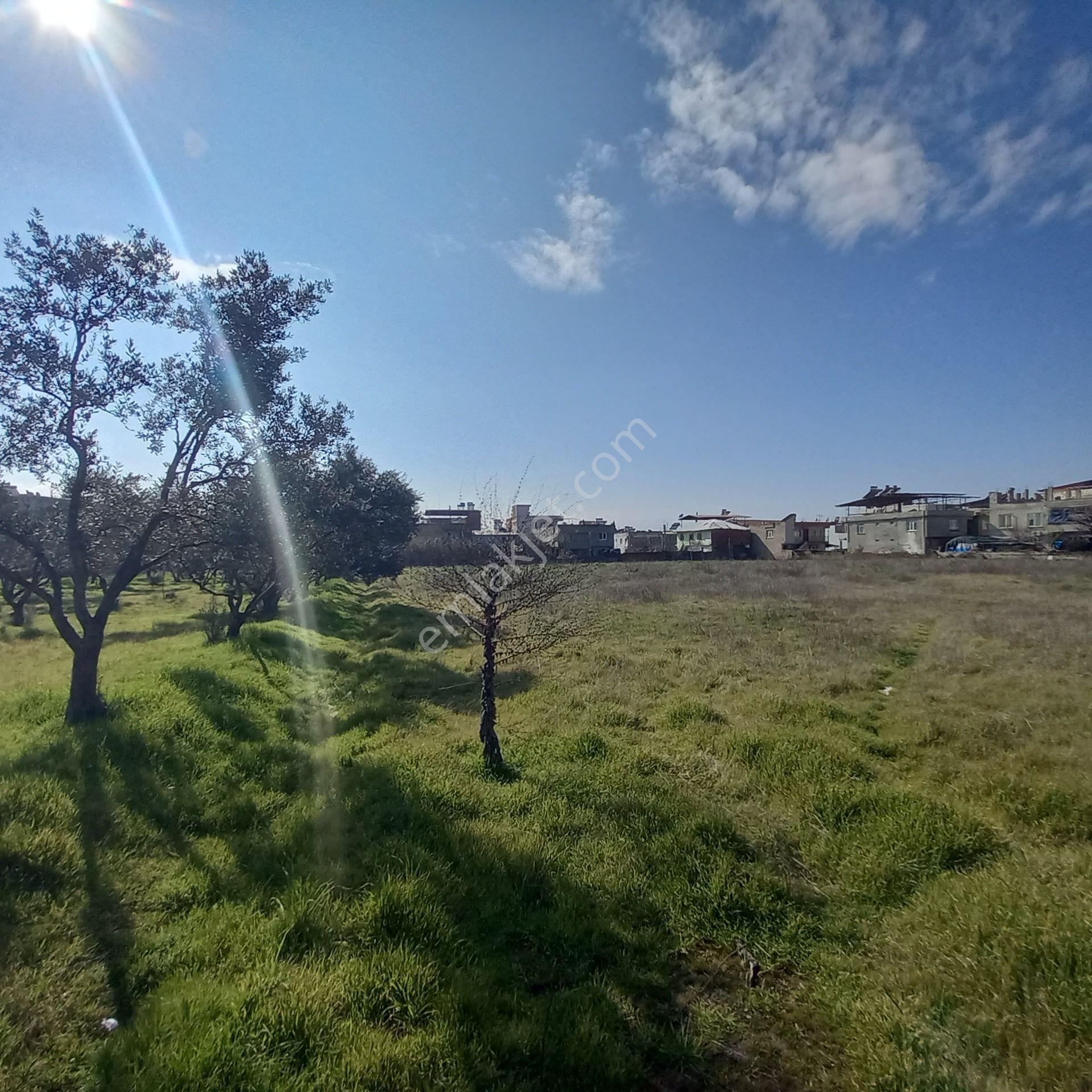 Dönertaş Emlak Nazilli Satılık 12.800 M² Bahçe - Görsel 19