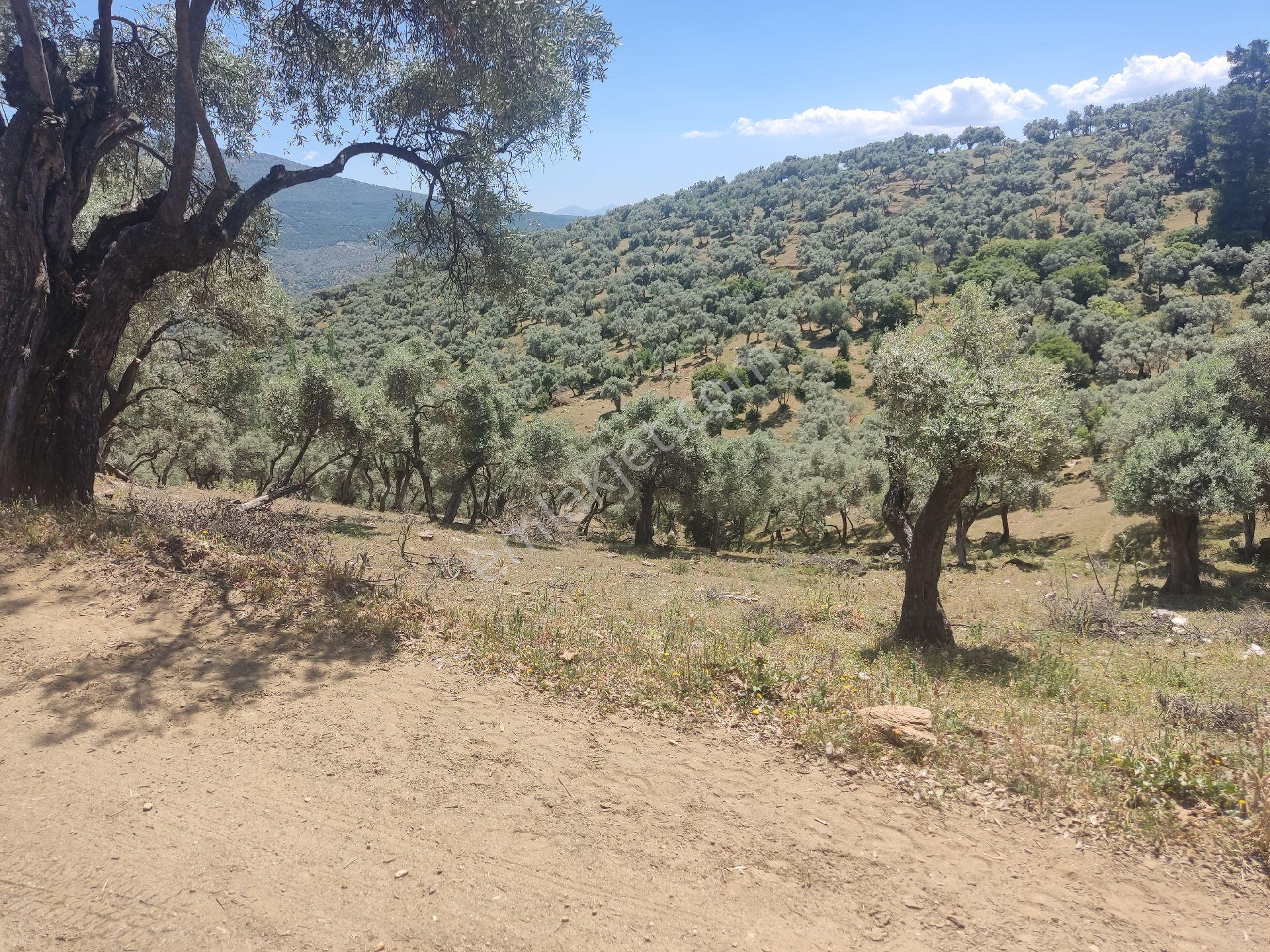 Doğa Gayrimenkul'den İzmir'de Yatırımlık Zeytinlik - Görsel 8