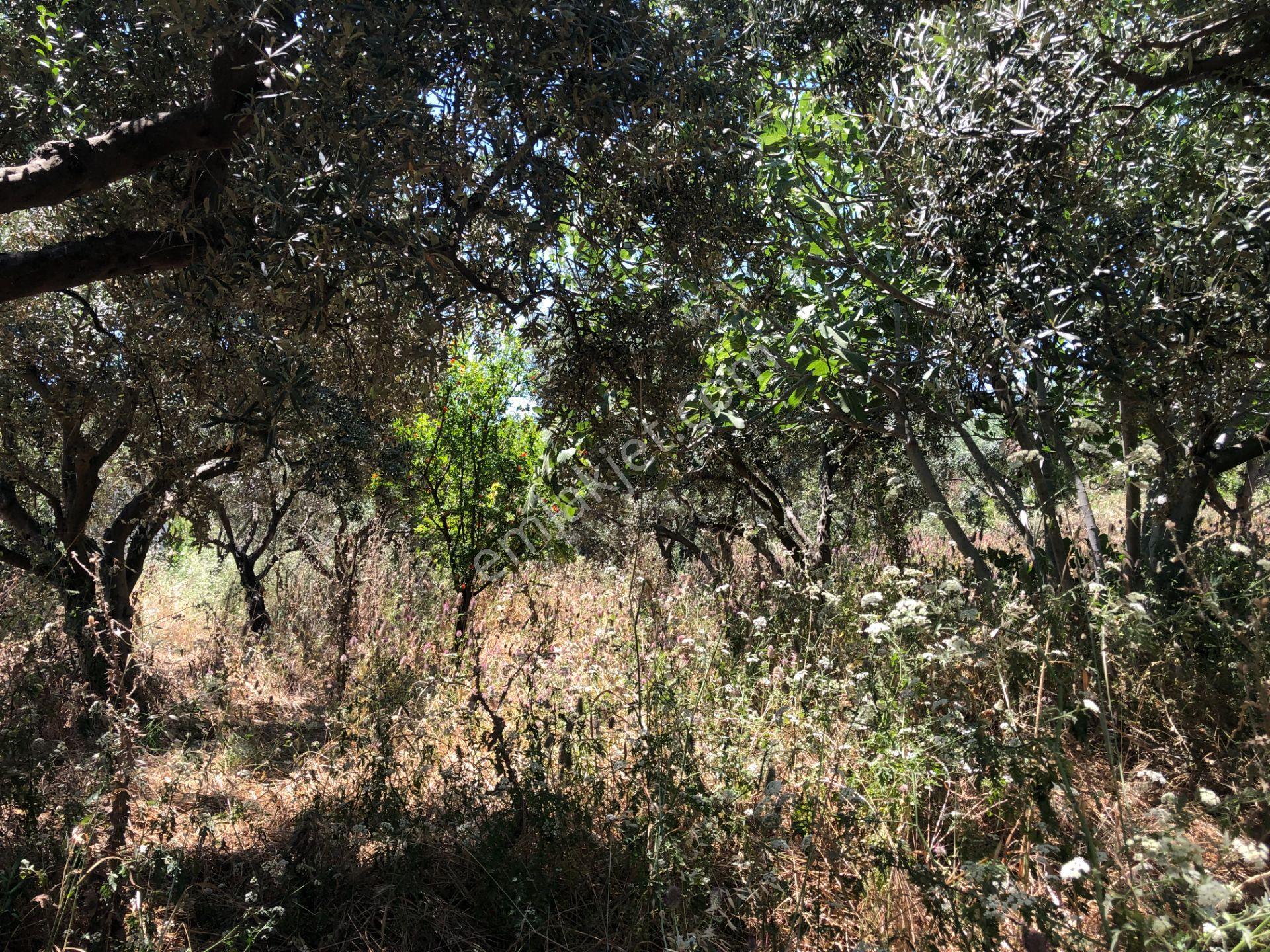 Şarköy De Işık Emlaktan İğdebağları Mah De 916 M2 Zeytinlik - Görsel 13