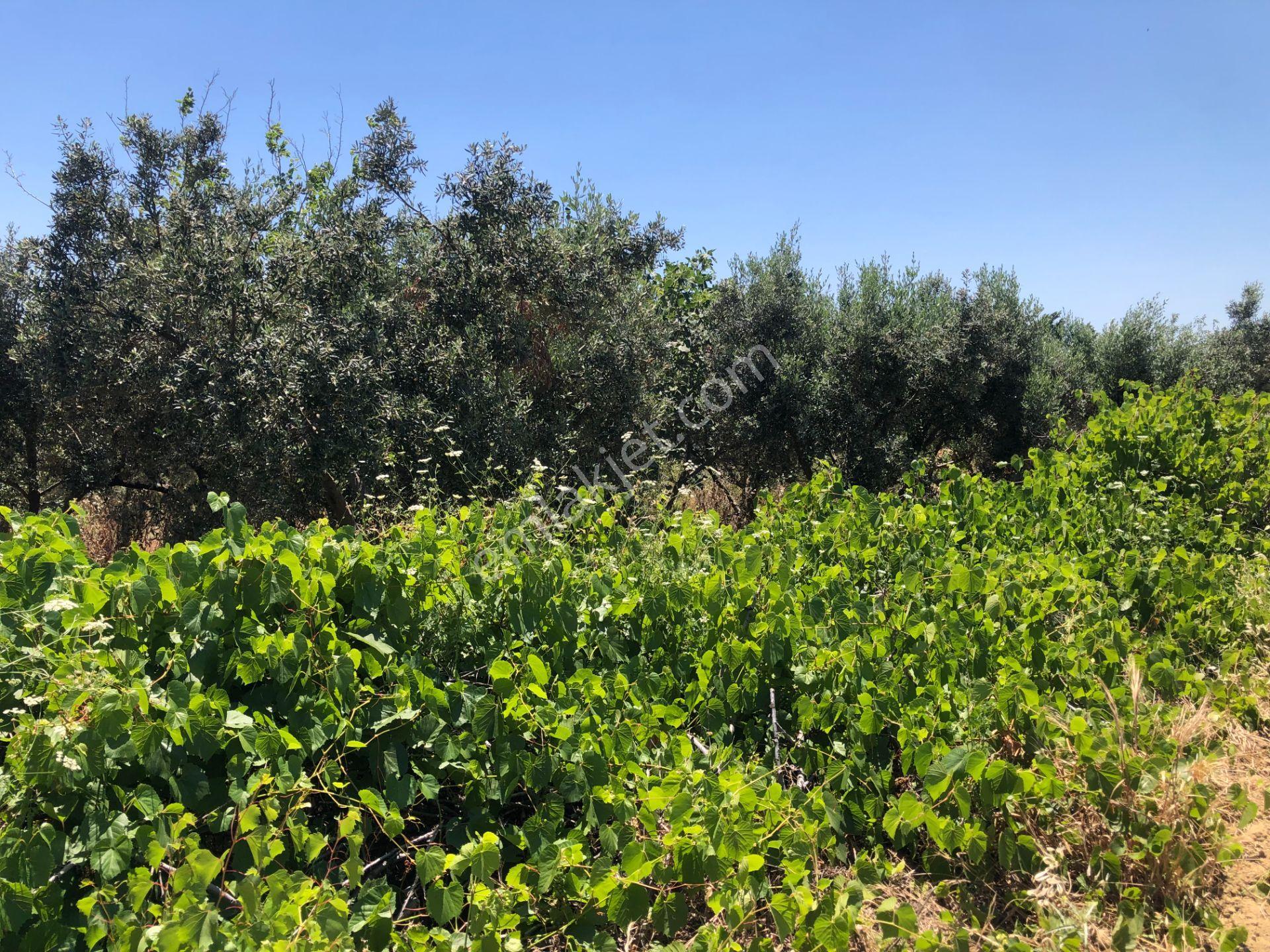 Şarköy De Işık Emlaktan İğdebağları Mah De 916 M2 Zeytinlik - Görsel 18
