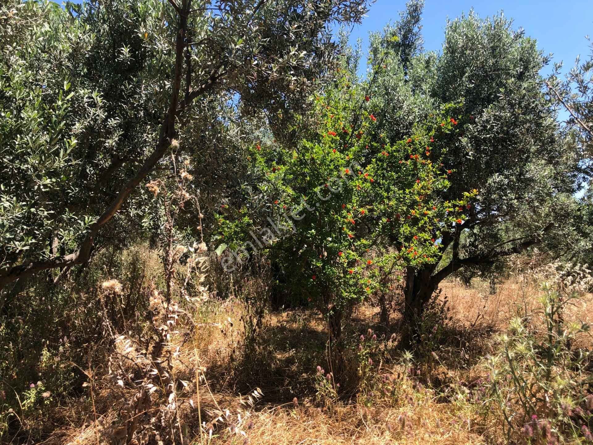 Şarköy De Işık Emlaktan İğdebağları Mah De 916 M2 Zeytinlik - Görsel 11