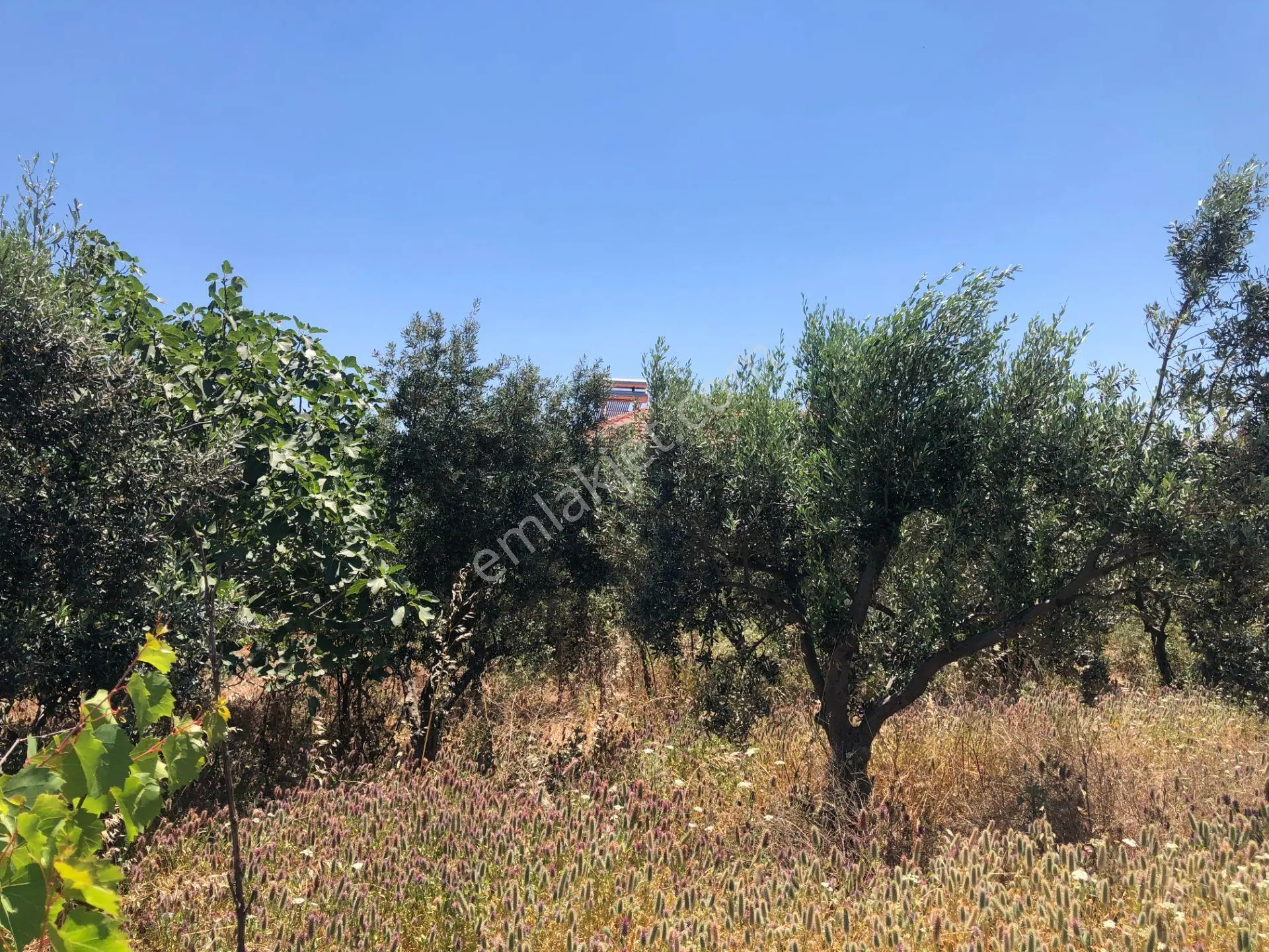 Şarköy De Işık Emlaktan İğdebağları Mah De 916 M2 Zeytinlik - Görsel 19