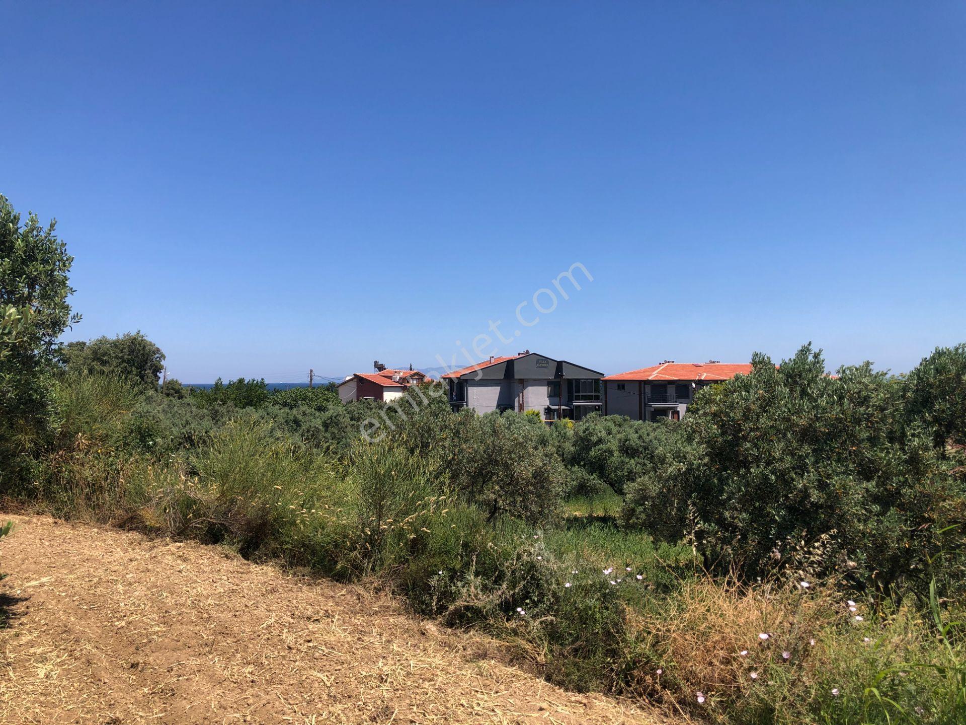 Şarköy De Işık Emlaktan Aşağıkalamış Mah De 6271 M2 Zeytinlik - Görsel 8