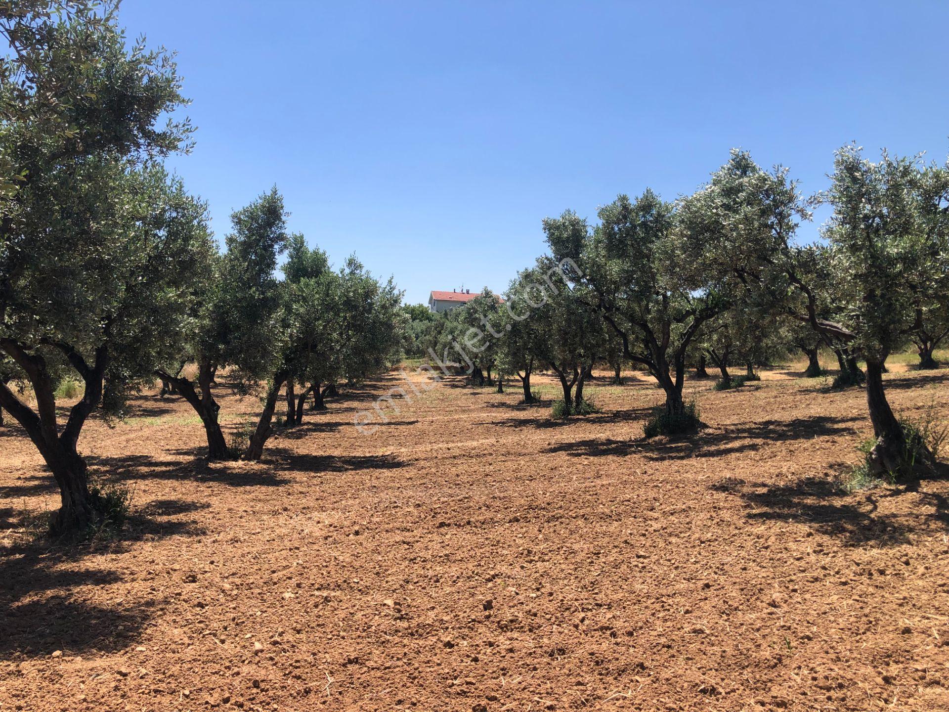 Şarköy De Işık Emlaktan Aşağıkalamış Mah De 6271 M2 Zeytinlik - Görsel 11