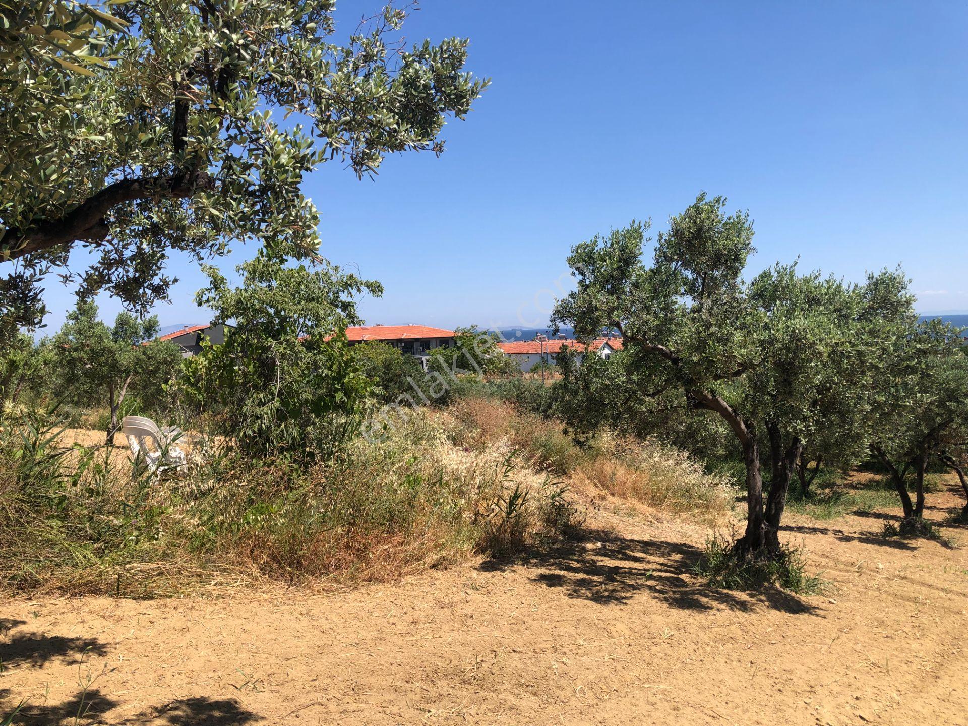 Şarköy De Işık Emlaktan Aşağıkalamış Mah De 6271 M2 Zeytinlik - Görsel 9