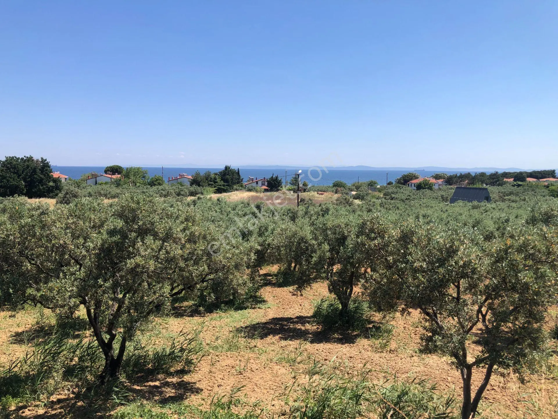 Şarköy De Işık Emlaktan Aşağıkalamış Mah De 6271 M2 Zeytinlik