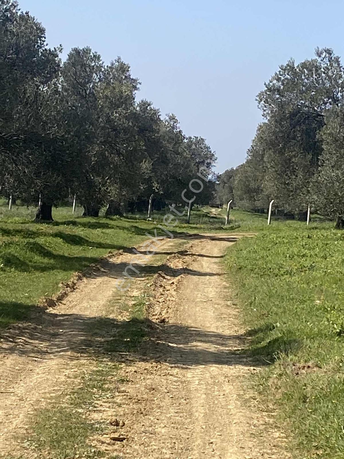Prestijden Gömeç Merkeze 1.5 Kilometre Yol Cephe Zeytinlik - Görsel 13