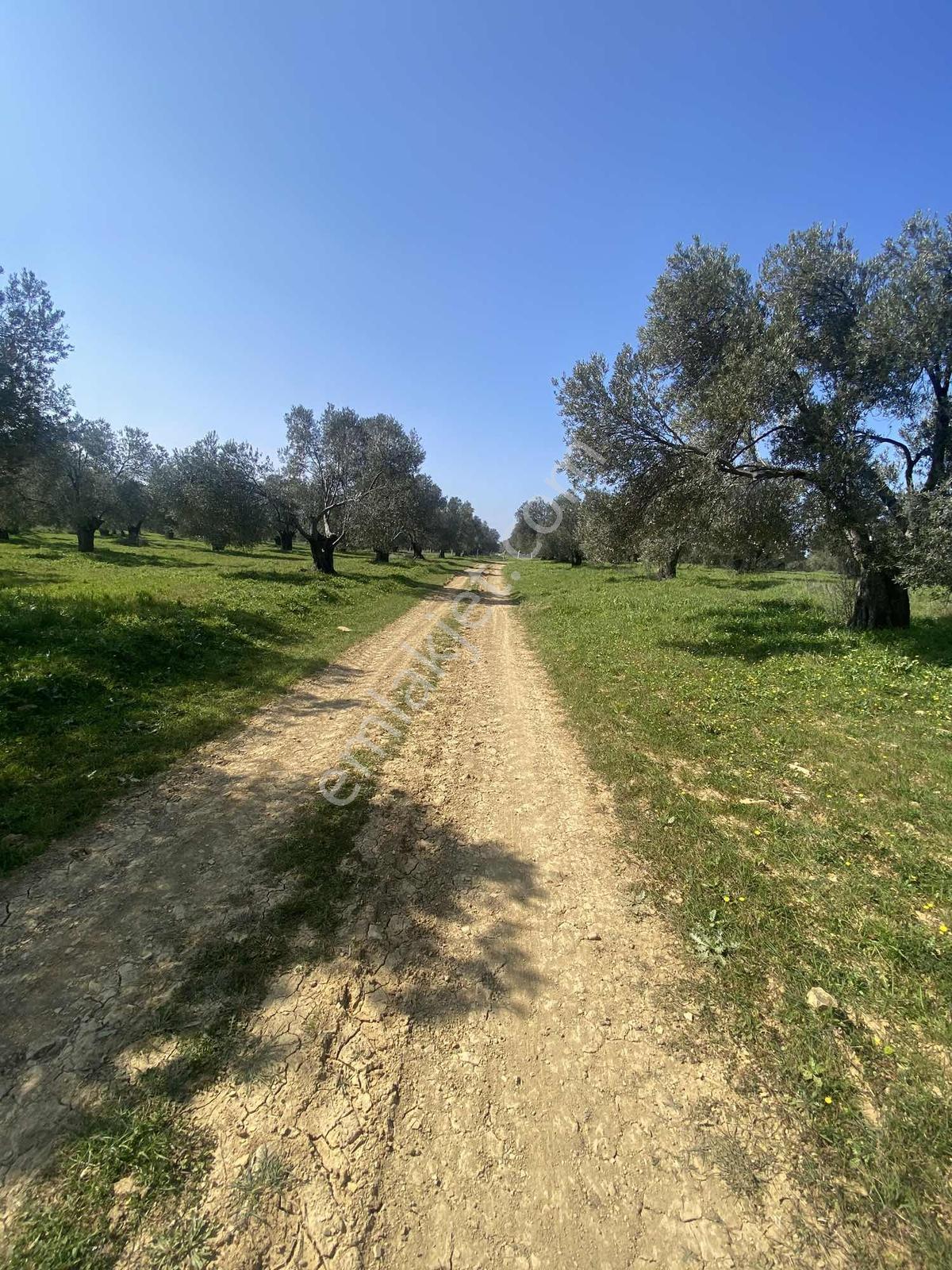 Prestijden Gömeç Merkeze 1.5 Kilometre Yol Cephe Zeytinlik - Görsel 18