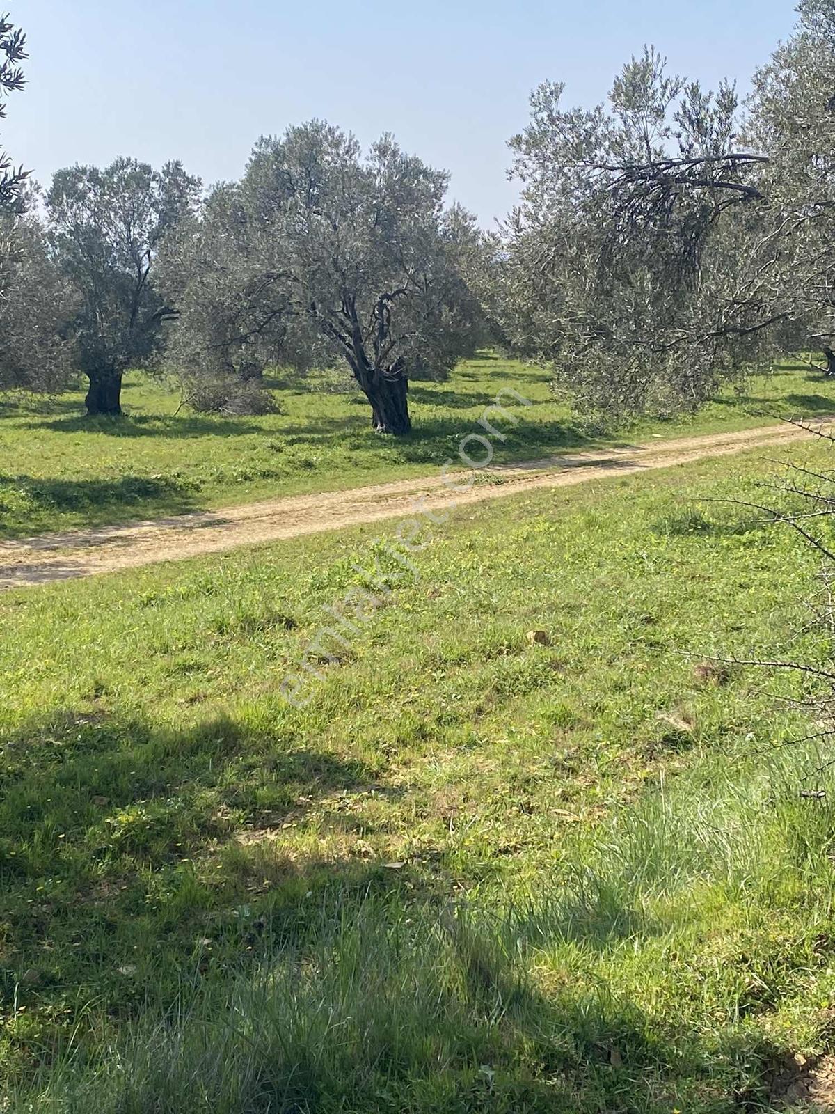 Prestijden Gömeç Merkeze 1.5 Kilometre Yol Cephe Zeytinlik - Görsel 14