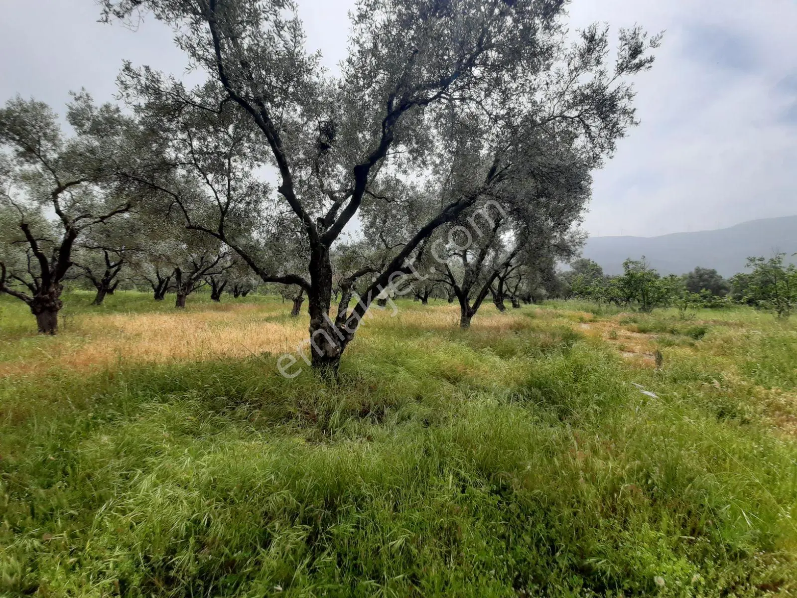 İzmir Tire Turan Mh. Şehre Yakın Satılık İncir Ve Zeytin Bahçesi - Görsel 4