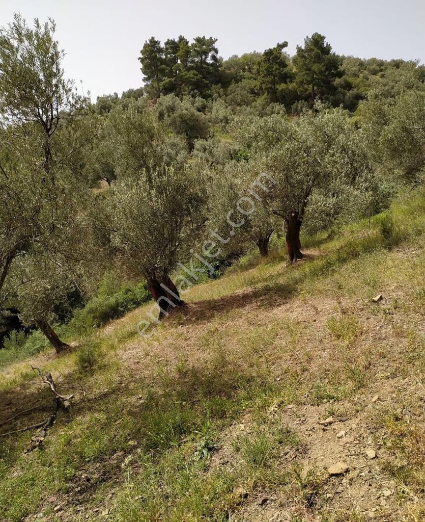 Altınoluk Narlı`da İmara Yakın Deniz Manzaralı Satılık Zeytinlik - Görsel 5