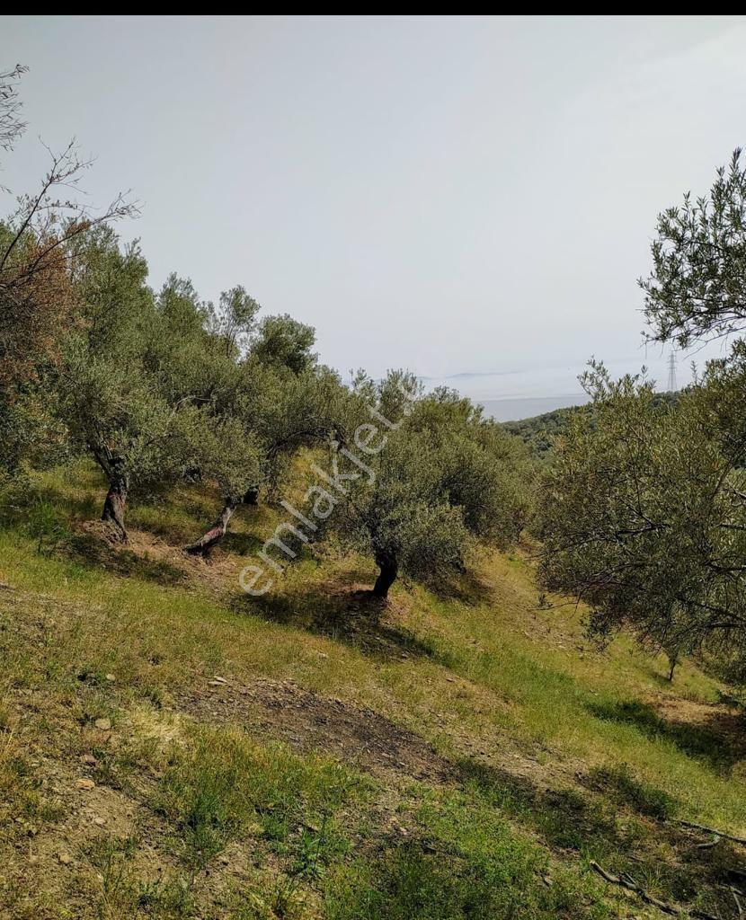 Altınoluk Narlı`da İmara Yakın Deniz Manzaralı Satılık Zeytinlik - Görsel 12