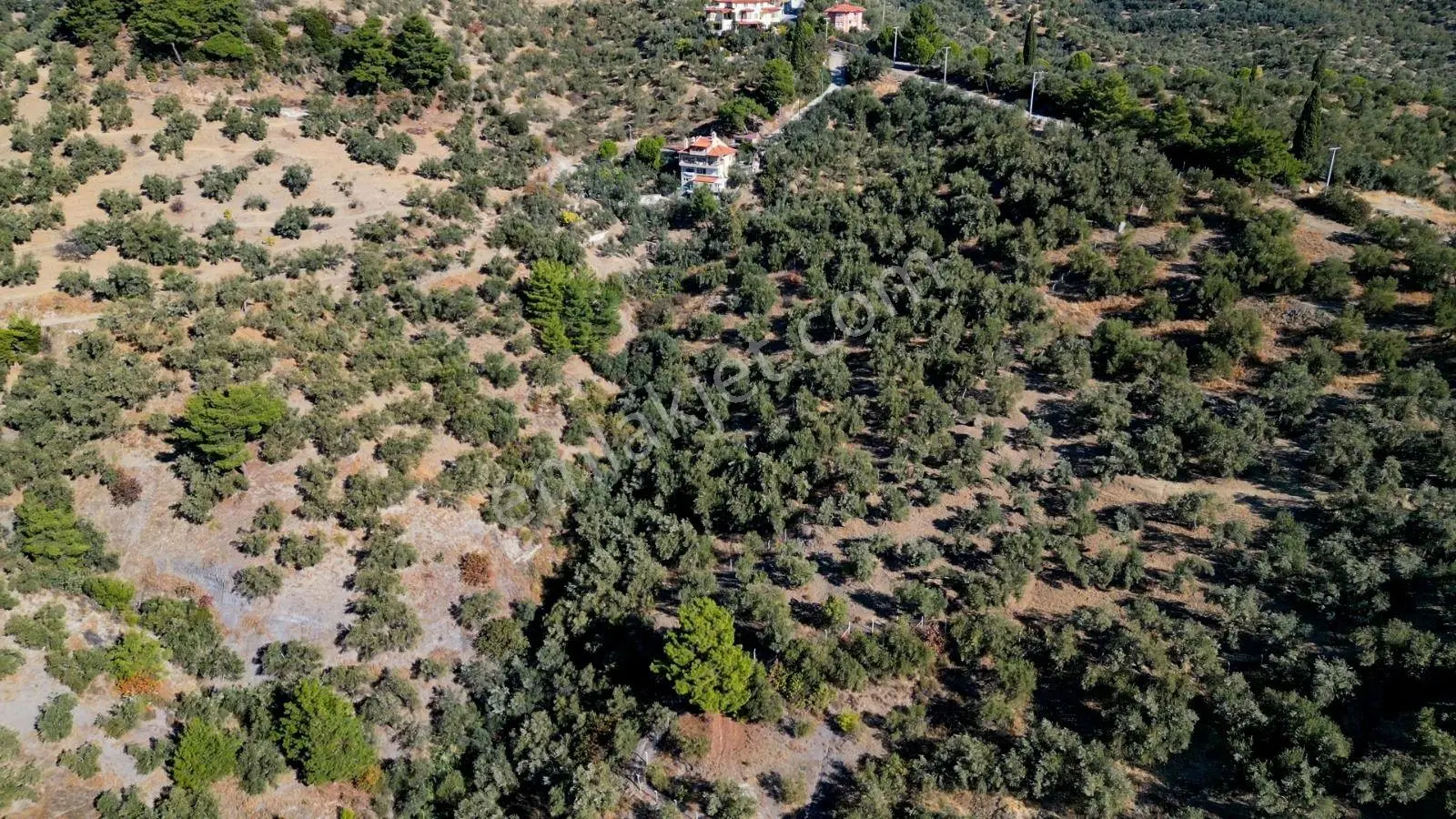 Altınoluk Narlı`da İmara Yakın Deniz Manzaralı Satılık Zeytinlik