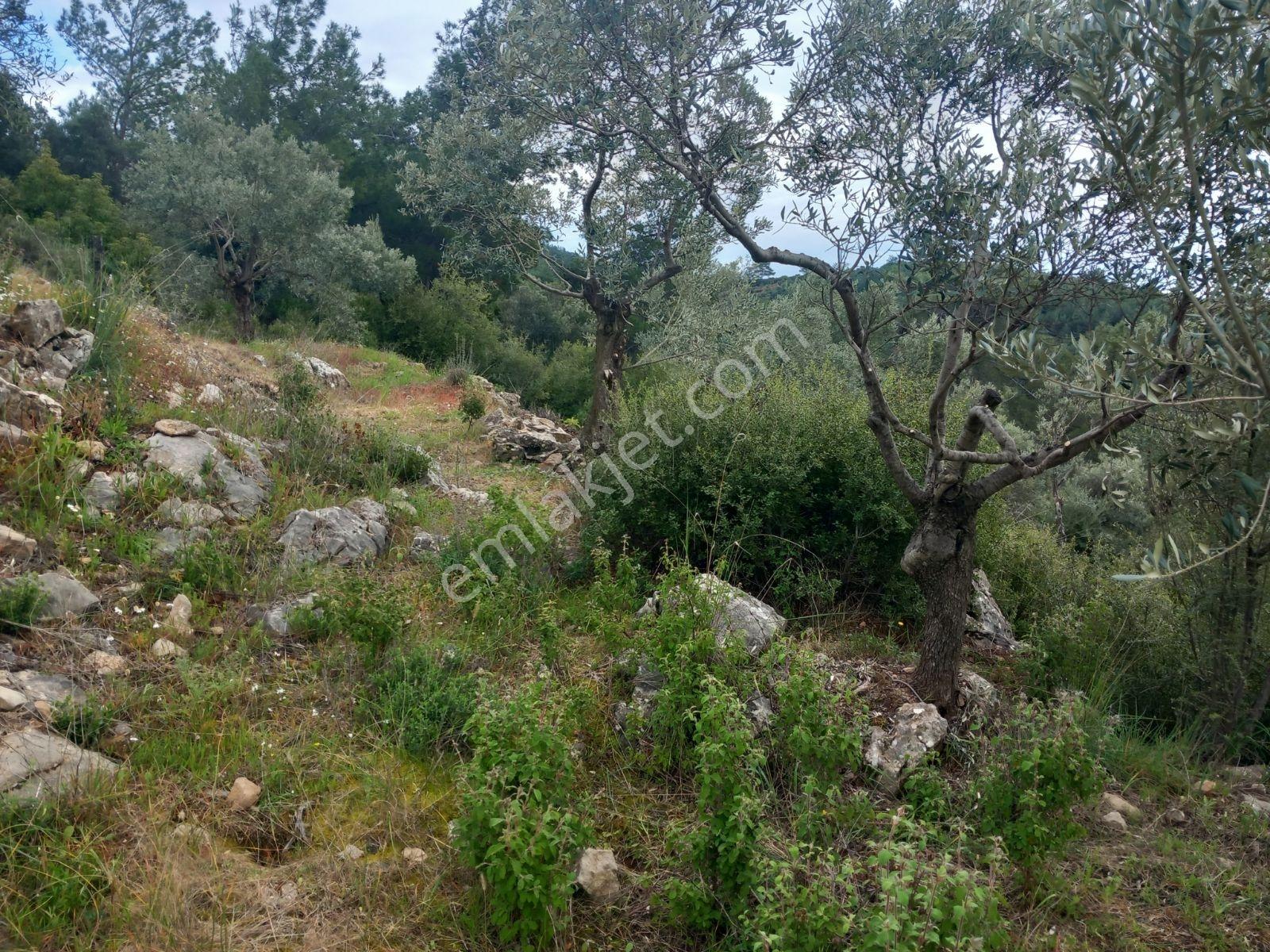 Torbalı Batı Gayrimenkul Den Satılık Tek Tapulu Zeytinlik - Görsel 2