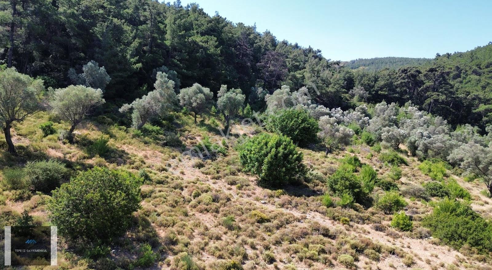 Urla Çeşmealtın'da 8.624 M² 250 M² Konut İmarlı Özel Arazi