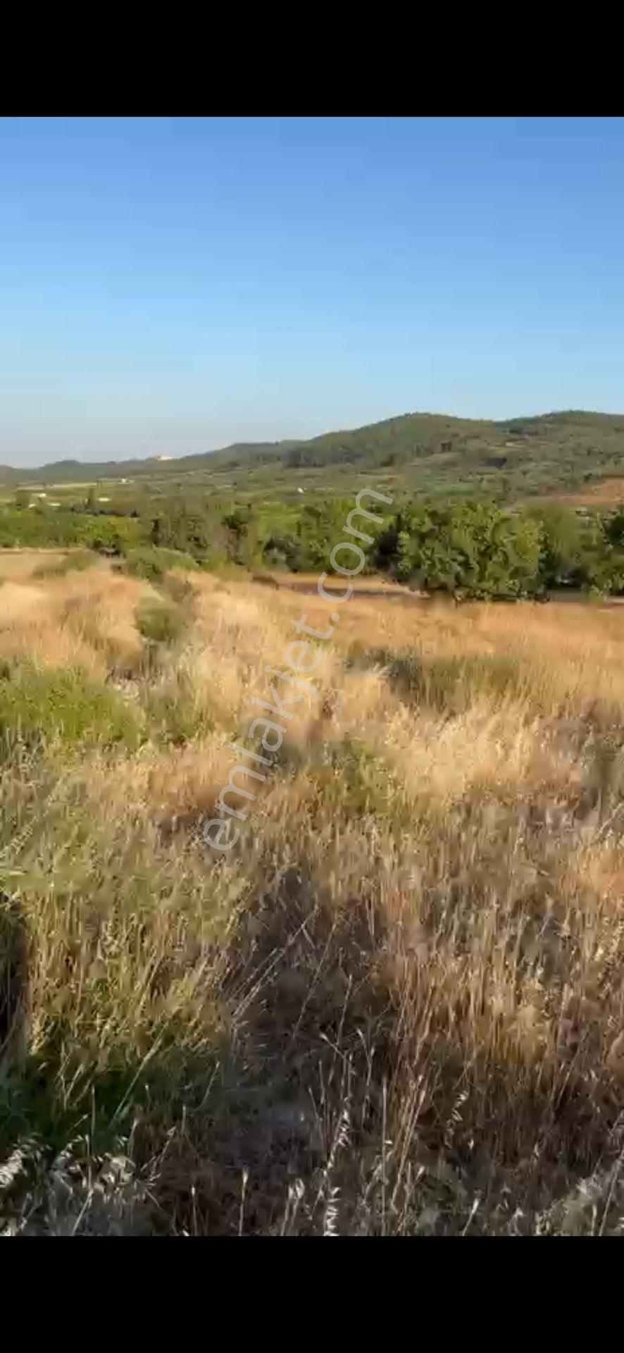 Yunusemre Türkmen Mahallesi Satılık 1000 M² Doğa Manzaralı Tarla - Görsel 2