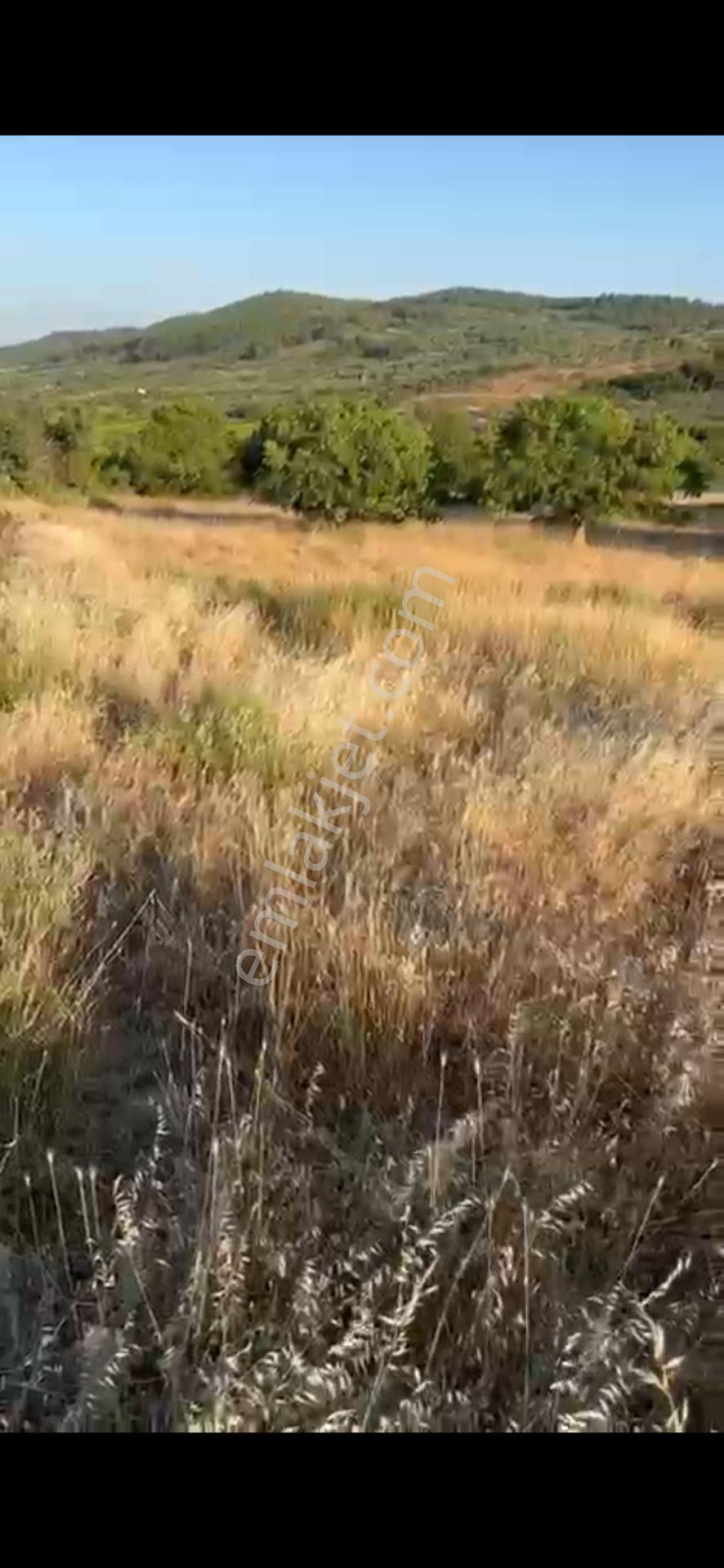 Yunusemre Türkmen Mahallesi Satılık 1000 M² Doğa Manzaralı Tarla - Görsel 4
