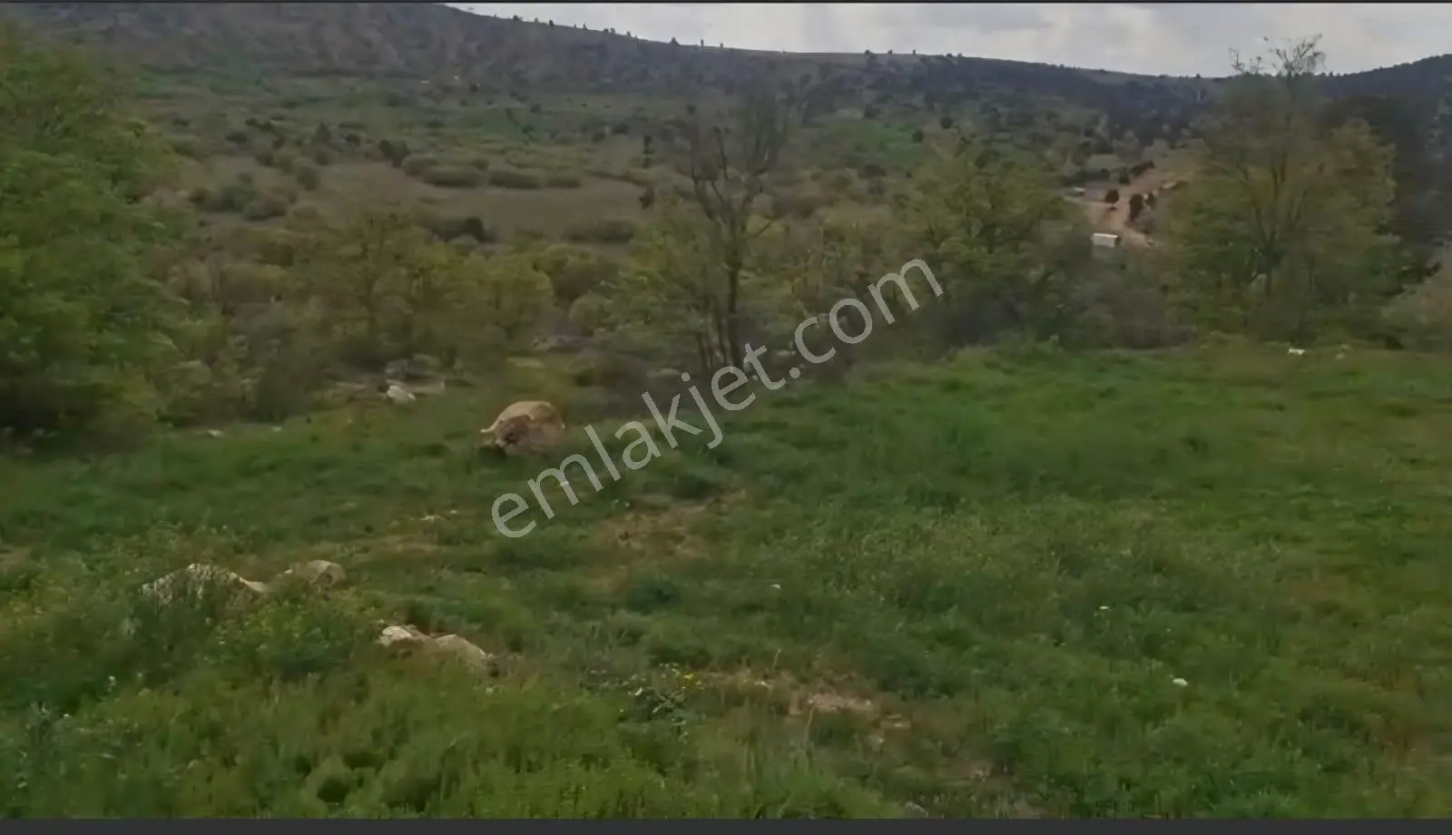Meram Karadiğin'de Satılık 800 M² Müstakil Tapu Bahçe – Ayvaz Gayrimenkul Güvencesiyle - Görsel 5