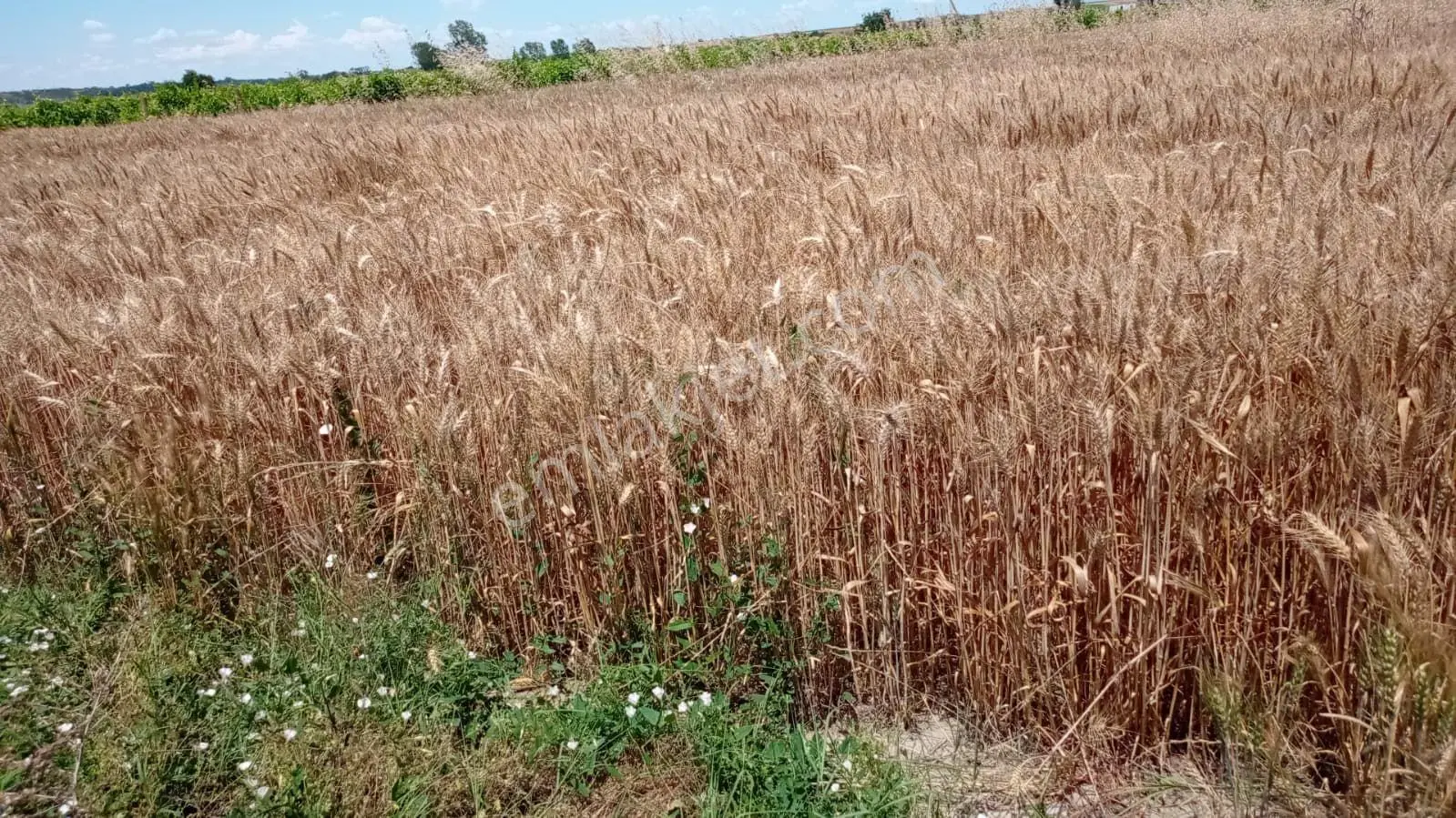 Kayabeyli Köyü 18.400 M2 Bağ-bahçe Ve Bağ Evi(açıklamayı Okuyun!) - Görsel 12